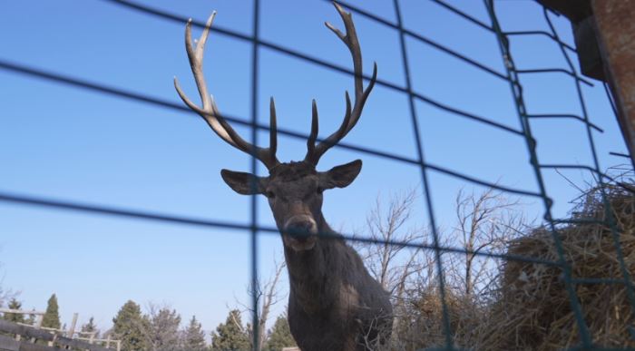 კეთილშობილი ირმები სახლში ბრუნდებიან – თბილისის ზოოპარკის გეგმები