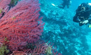 როგორია ზღვის სითბური ტალღების შორს მიმავალი შედეგები?