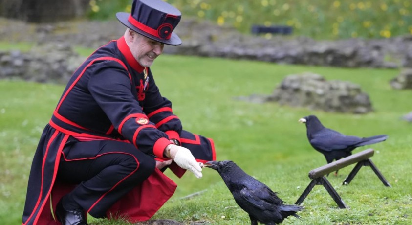 “ყორნების ქომაგი”