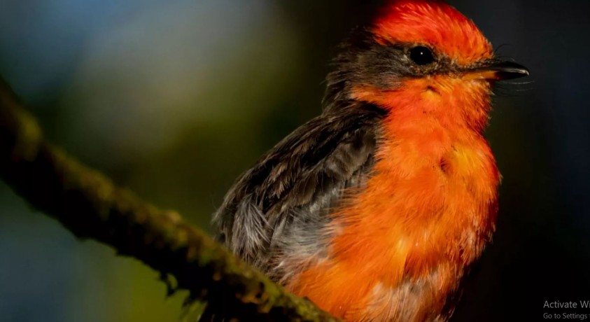 გალაპაგოსის კუნძულებზე დაახლოებით 510 მთიულა ბუნებაში გაუშვეს