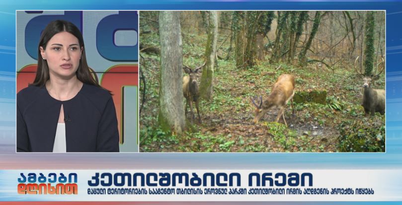 დაცული ტერიტორიების სააგენტო კეთილშობილი ირმის აღდგენის პროექტს იწყებს