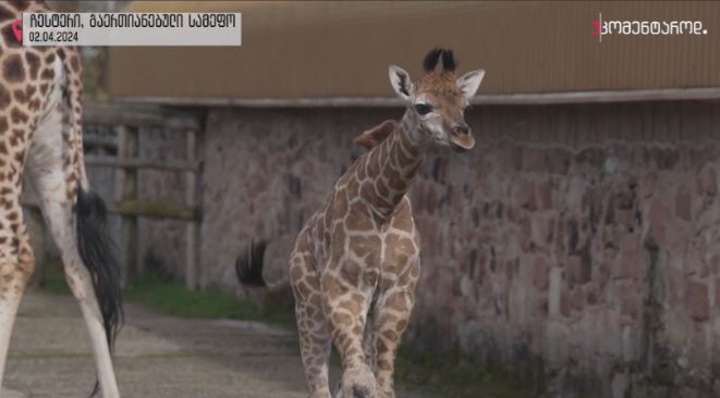 ჩესტერი, გაერთიანებული სამეფო