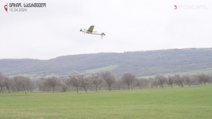 ნორიო, საქართველო