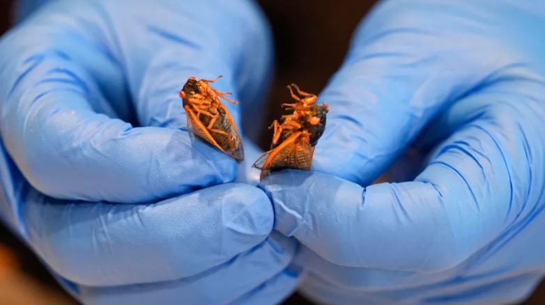 ნიუ ორლეანის ინსექტარიუმში ციკადებისგან და ჩრჩილებისგან კერძებს ამზადებენ