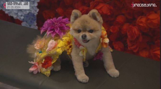 ნიუ-იორკი, აშშ