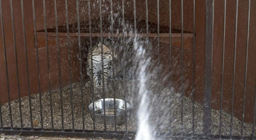 მექსიკაში მაღალი ტემპერატურის გამო, ცხოველებისა და ფრინველების სიცოცხლეს საფრთხე ემუქრება
