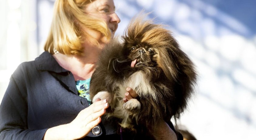 კონკურსი ძაღლებისთვის