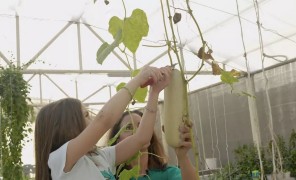 კატარის ეკოლოგიური სუფრა – ახალი ინიციატივები და ფერმიდან თეფშამდე კონცეფცია