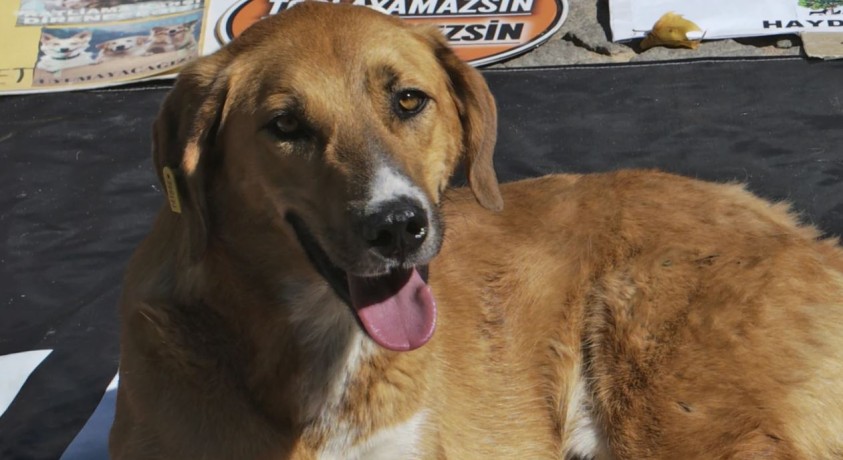 თურქეთში ამოქმედდა ცხოველთა ე.წ. „ხოცვა-ჟლეტის” კანონი