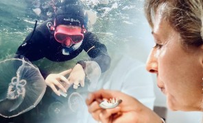 მედუზა – საფრთხე თუ გამოსავალი?