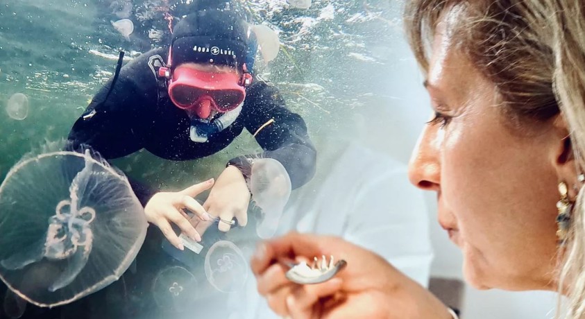 მედუზა – საფრთხე თუ გამოსავალი?