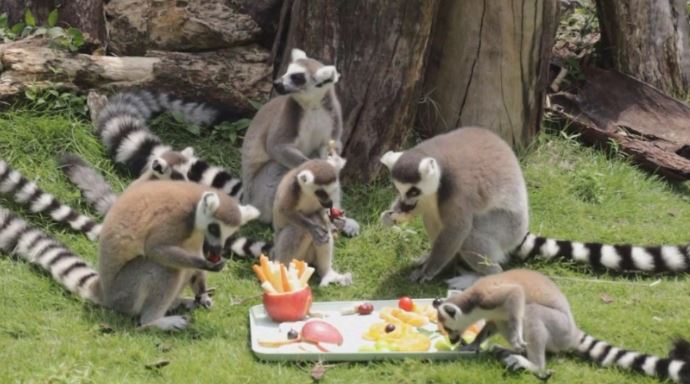 ზაფხულის ცხელი დღეები განსაკუთრებით აწუხებთ ზოოპარკის ბინადრებს