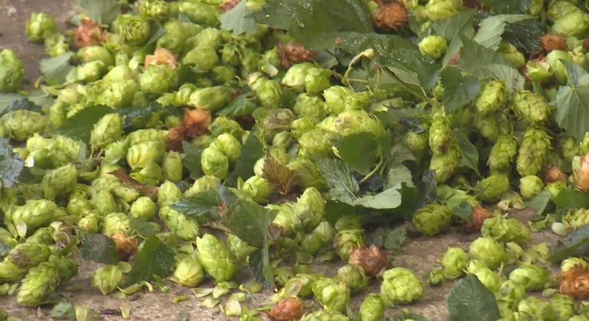 ჩეხეთში სვიის კრეფის სეზონი დაიწყო, რომელიც ორი კვირა გაგრძელდება