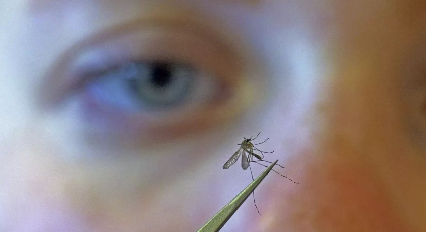 ევროპის ზოგიერთ ქვეყანაში ნილოსის ცხელების ვირუსი ვრცელდება