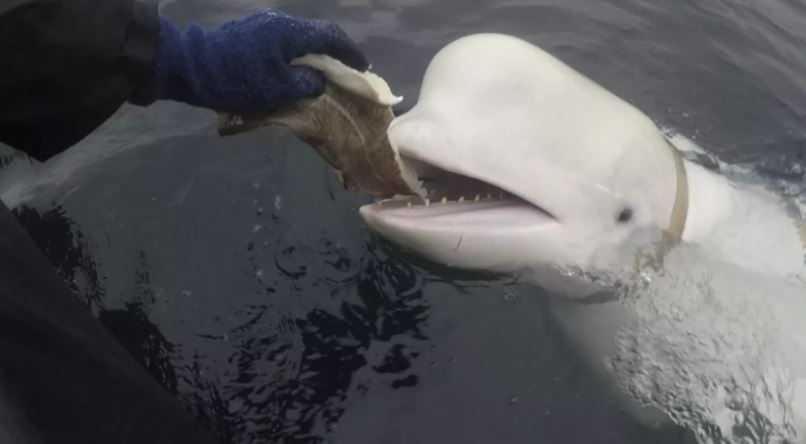 თეთრი ვეშაპი, სახელად ჰვლადიმირი, მკვდარი იპოვეს