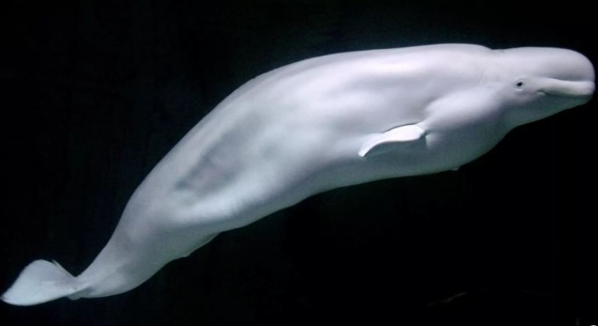 „ჰვლადიმირი მოკლეს” – ცხოველთა დაცვის ორგანიზაციები