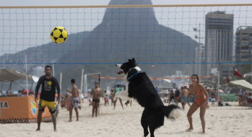 გაიცანით ფლოკი – ფუტნეტის ვარსკვლავი ძაღლი ბრაზილიიდან
