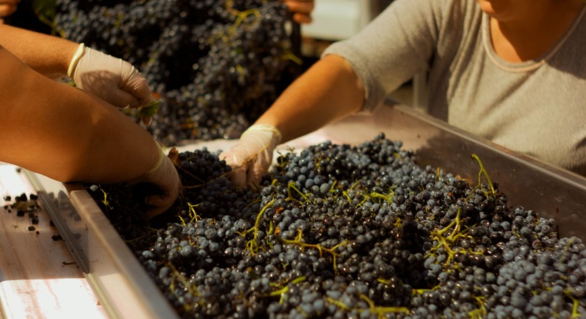 სახელმწიფო კომპანია კახეთში საფერავის ჯიშის ყურძენს გაზრდილ ფასად ჩაიბარებს