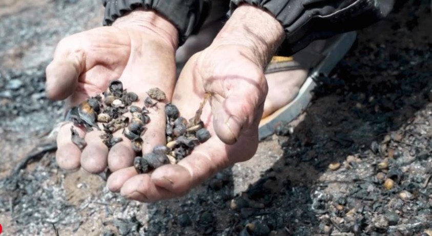 ბრაზილიასა და ვიეტნამში ყავის მოსავლიანობის კლების გამო შესაძლოა ყავის ფასი გაიზარდოს