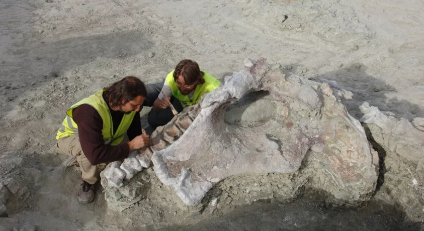 ესპანეთში აღმოაჩინეს დინოზავრის სახეობა, რომელიც 73 მილიონი წლის წინ ცხოვრობდა