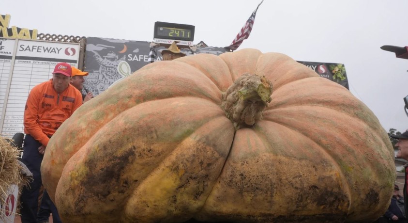 კალიფორნიაში გიგანტური გოგრების კონკურსი ჩატარდა