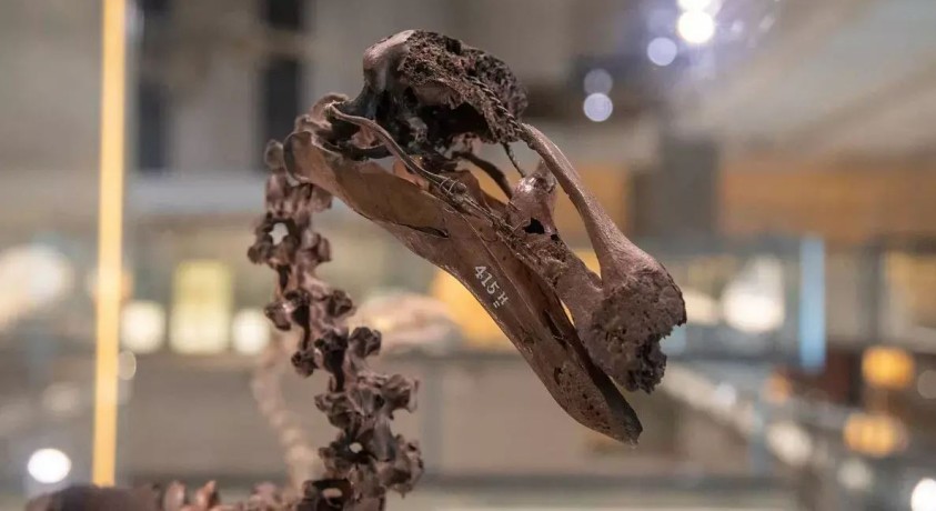 კემბრიჯის ზოოლოგიის მუზეუმში გადაშენებულ ფრინველთან, დოდოსთან გასაუბრებაა შესაძლებელი