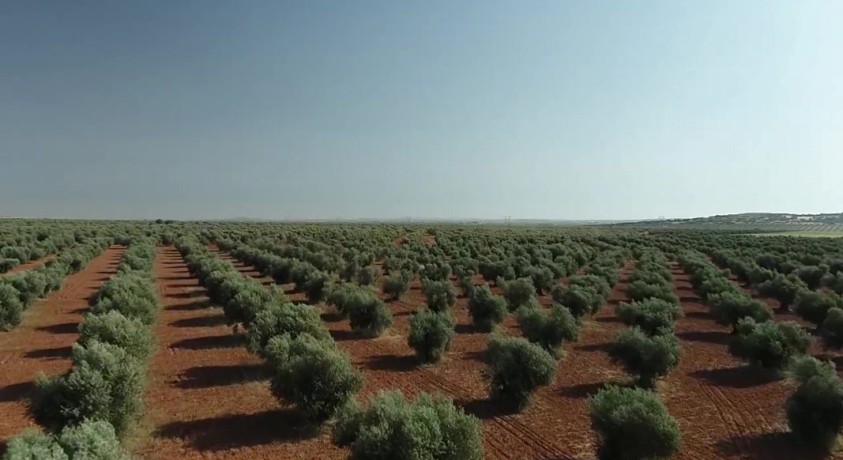 ესპანეთის ზეითუნის ზეთის წარმოება კრიზისშია