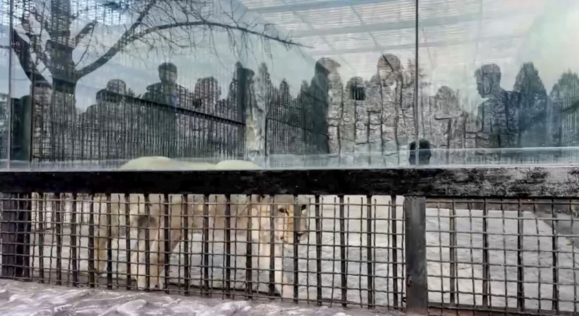 პუტინმა ფხენიანს საჩუქრად 70-ზე მეტი ცხოველი გაუგზავნა