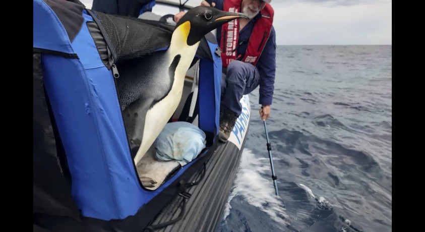 პინგვინი, რომელმაც ანტარქტიდიდან ავსტრალიამდე გაცურა, ოკეანეში გაუშვეს