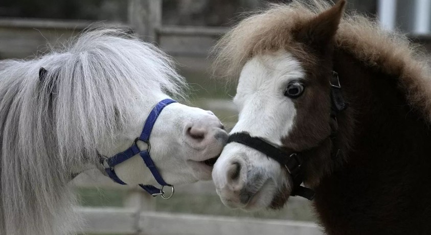 ცხენოსნობა, როგორც თერაპიული მიდგომა