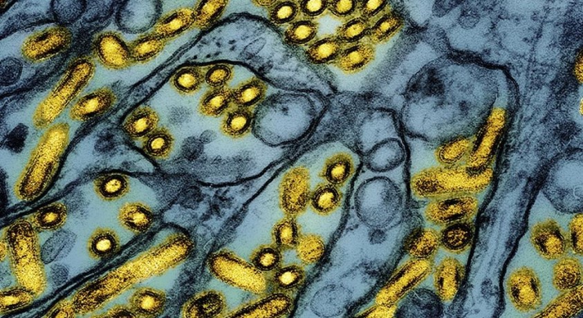 ჯანდაცვის მსოფლიო ორგანიზაცია ფრინველის გრიპის შესახებ განცხადებას ავრცელებს