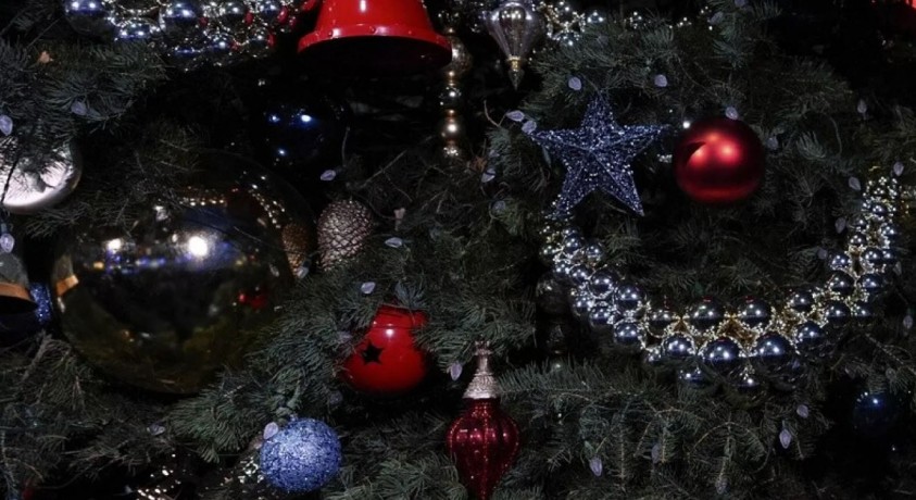 “ნუ შეჭამთ ნაძვის ხის წიწვებს”- ბელგიის სურსათის ფედერალური სააგენტო