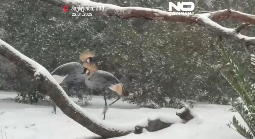 ჰიუსტონი, აშშ