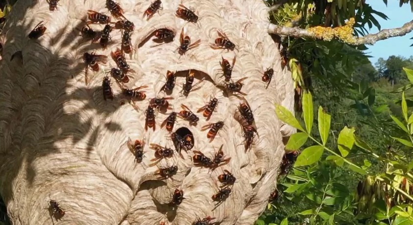 კრაზანებიდან წყალმცენარეებამდე – ინვაზიური სახეობების საფრთხე ევროპაში