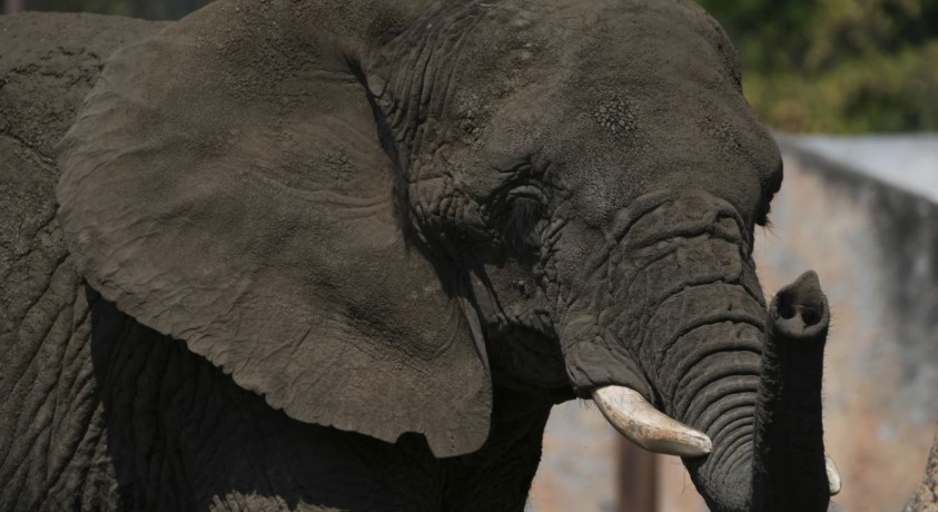 მექსიკის უზენაესმა სასამართლომ ზოოპარკს სპილოსთვის პირობების გაუმჯობესება დაავალა