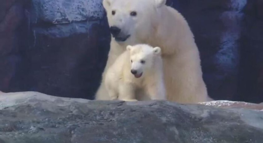 სან-პაულუს ზოოპარკში თეთრი დათვის ბელი დაიბადა