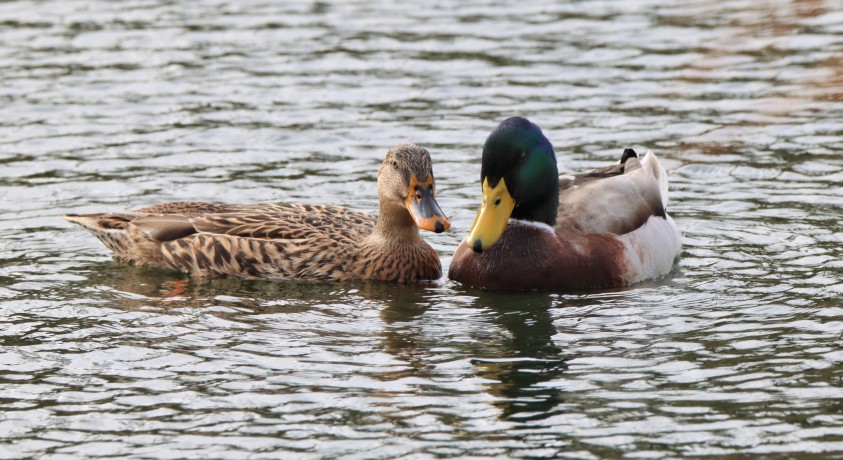 ბრაკონიერობა საქართველოში