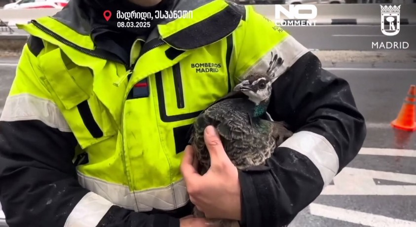 მადრიდი, ესპანეთი