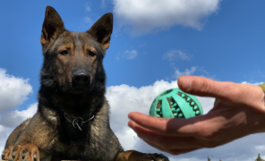 სამუშაოზე მყოფი ძაღლები დანაშაულის გახსნას ამარტივებენ