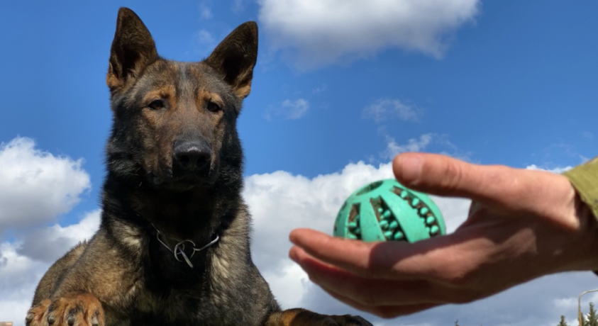 სამუშაოზე მყოფი ძაღლები დანაშაულის გახსნას ამარტივებენ