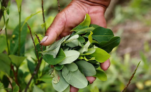 კოლუმბია გაეროს კოკაინის ხის ფოთლის მავნე ნივთიერებათა სიიდან ამოღებას სთხოვს