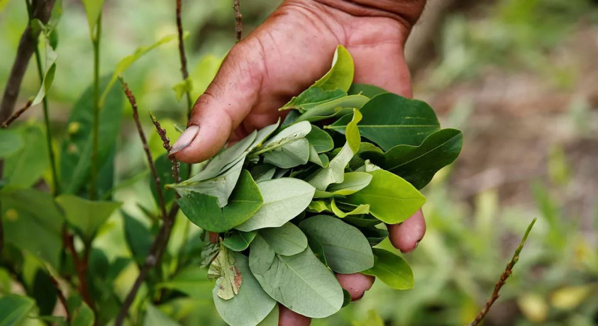 კოლუმბია გაეროს კოკაინის ხის ფოთლის მავნე ნივთიერებათა სიიდან ამოღებას სთხოვს