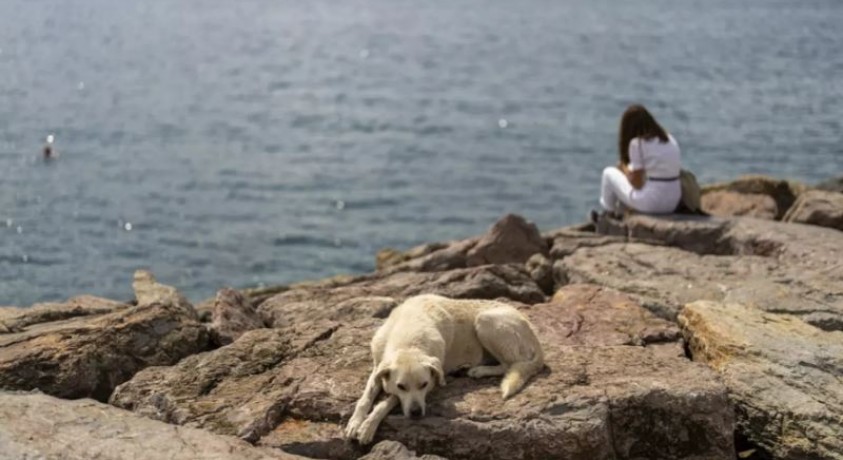 თურქეთში განახლდა დისკუსია კანონპროექტზე, რომლის მიზანია ქუჩის ძაღლების პრობლემის მოგვარება