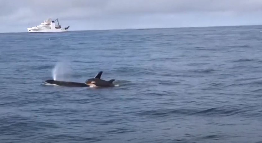 ცელნამგალა ვეშაპები, წყნარი ოკეანე