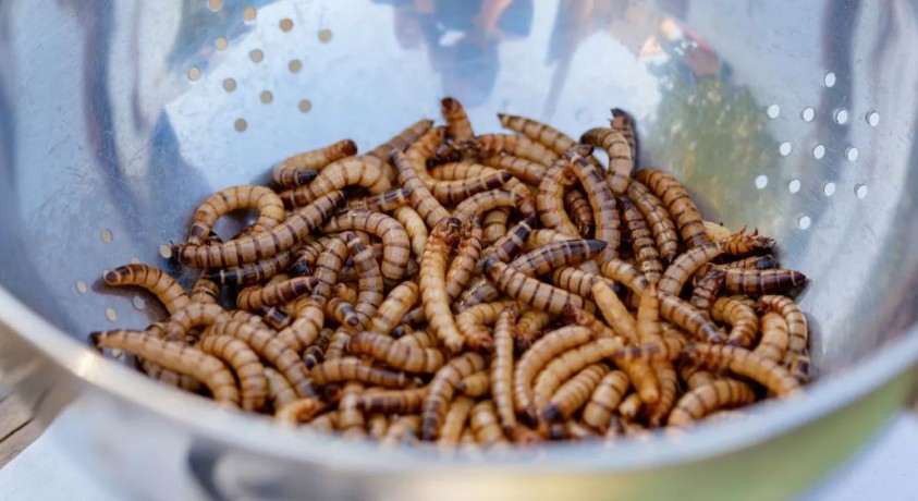 შეუშვებს თუ არა ევროპა საშიშ მწერებს რუსეთის ბაზარზე?