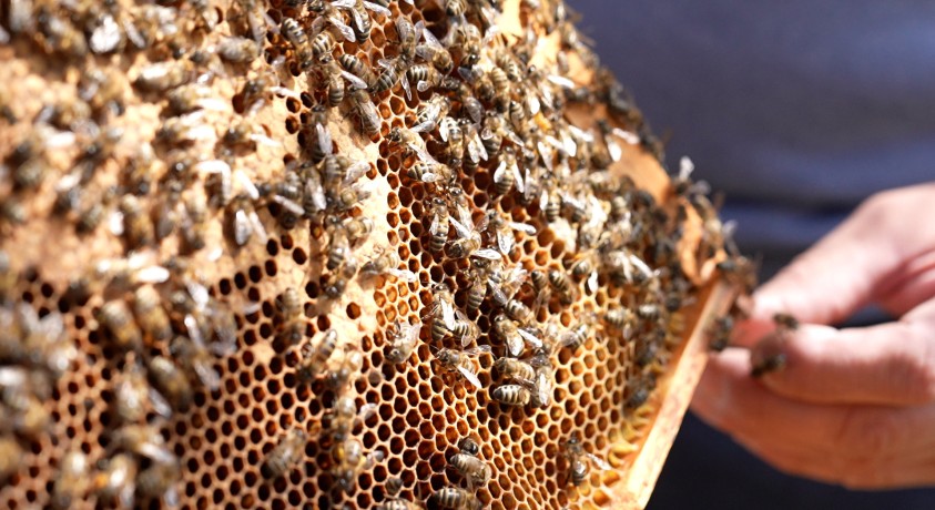 თაფლის ხარისხი