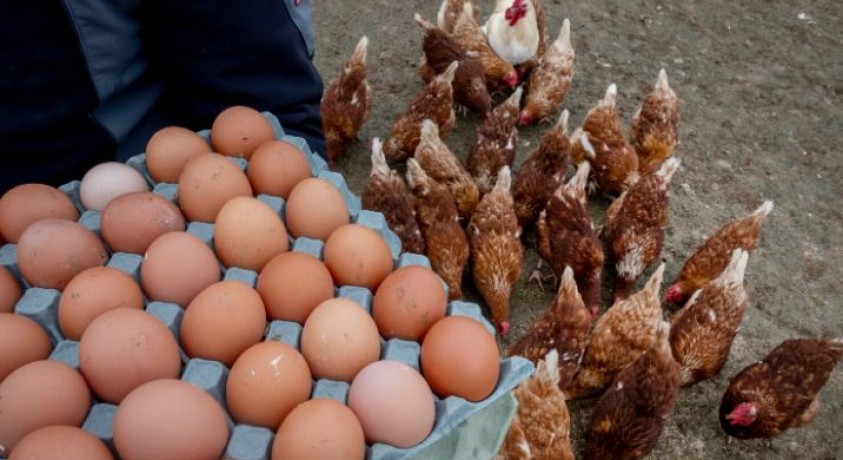 როგორი კვერცხი და ხორცპროდუქტები არ უნდა შევიძინოთ? – სურსათის ეროვნული სააგენტოს გაფრთხილება