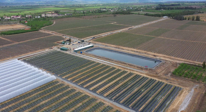 მოცვი და კლიმატის სამოქმედო გეგმა