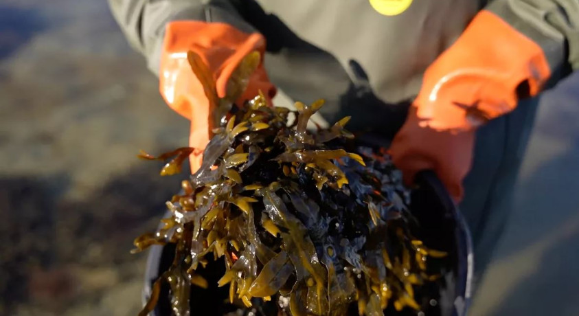 დანია და გერმანია საჭმელად ვარგისი წყალმცენარის რაციონში შეტანას აპირებენ