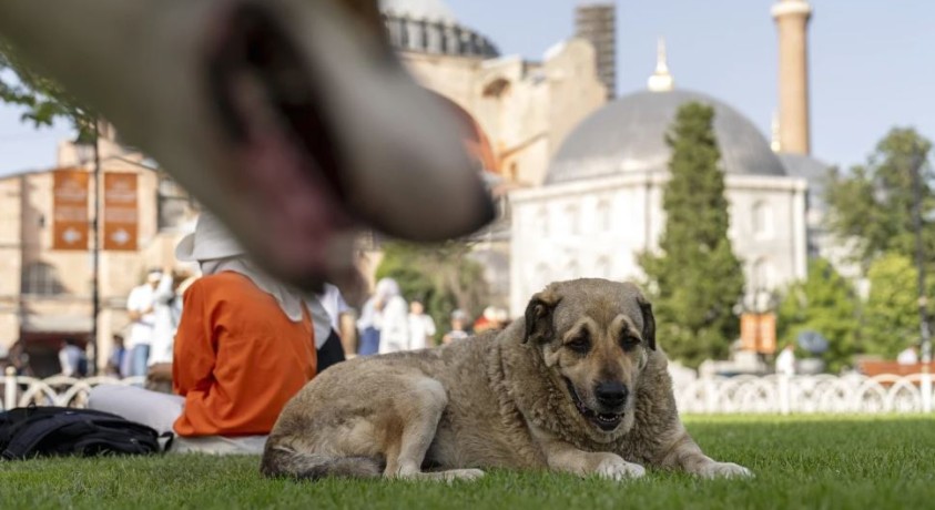 თურქეთის საკონსტიტუციო სასამართლომ მიუსაფარი ძაღლების ევთანაზიის კანონი ძალაში დატოვა